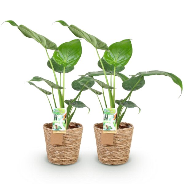 Alocasia Cucullata - Boeddha,s hand - Weinig onderhoud - met mand - Groen - 2 Planten