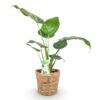 Alocasia Cucullata - Boeddha,s hand - Weinig onderhoud - met mand - Groen - 2 Planten