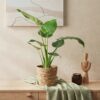Alocasia Cucullata - Boeddha,s hand - Weinig onderhoud - met mand - Groen - 2 Planten