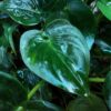 Alocasia Cucullata - Boeddha,s hand - Weinig onderhoud - met mand - Groen - 2 Planten