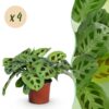 Maranta Fascinator Kerchoveana - Gebedsplant - Huisdiervriendelijk - Groen - 4 Planten