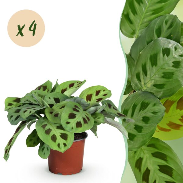Maranta Fascinator Kerchoveana - Gebedsplant - Huisdiervriendelijk - Groen - 4 Planten