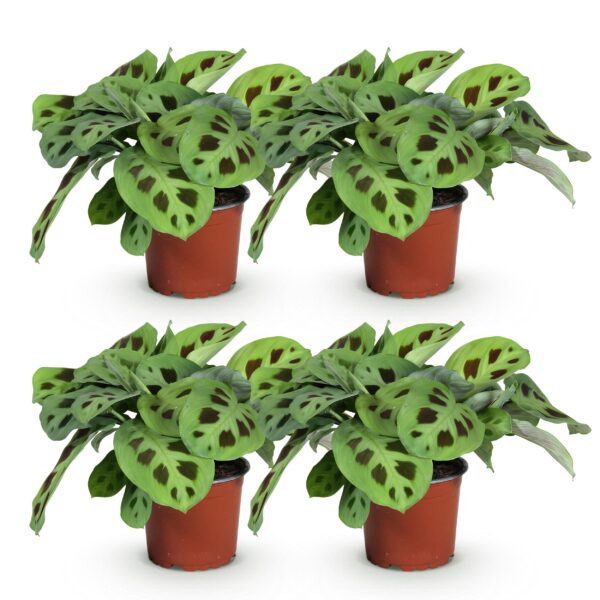 Maranta Fascinator Kerchoveana - Gebedsplant - Huisdiervriendelijk - Groen - 4 Planten
