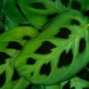 Maranta Fascinator Kerchoveana - Gebedsplant - Huisdiervriendelijk - Groen - 4 Planten