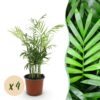 Chamaedorea elegans - Goudpalm - Huisdiervriendelijk - Groen - 4 Planten