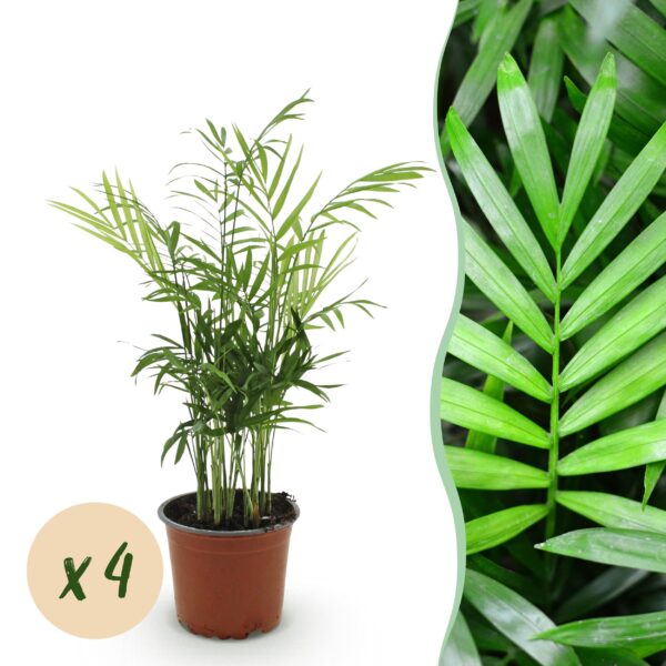Chamaedorea elegans - Goudpalm - Huisdiervriendelijk - Groen - 4 Planten