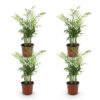 Chamaedorea elegans - Goudpalm - Huisdiervriendelijk - Groen - 4 Planten
