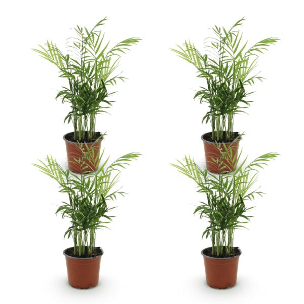 Chamaedorea elegans - Goudpalm - Huisdiervriendelijk - Groen - 4 Planten