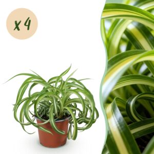 Chlorophytum comosum Bonnie - Krullende Graslelie - Huisdiervriendelijk - Bont - 4 Planten