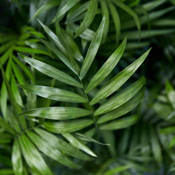Chamaedorea elegans - Goudpalm - Huisdiervriendelijk - Groen - 4 Planten
