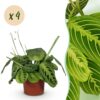 Maranta Fascinator Lemon Lime - Gebedsplant - Huisdiervriendelijk - Groen - 4 Planten