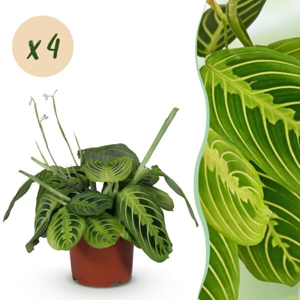 Maranta Fascinator Lemon Lime - Gebedsplant - Huisdiervriendelijk - Groen - 4 Planten