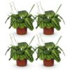 Maranta Fascinator Lemon Lime - Gebedsplant - Huisdiervriendelijk - Groen - 4 Planten