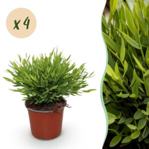 Bamusa Pogonatherum Monica - Bamboegras - Huisdiervriendelijk - Groen - 4 Planten