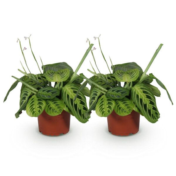 Maranta Fascinator Lemon Lime - Gebedsplant - Huisdiervriendelijk - Groen - 2 Planten