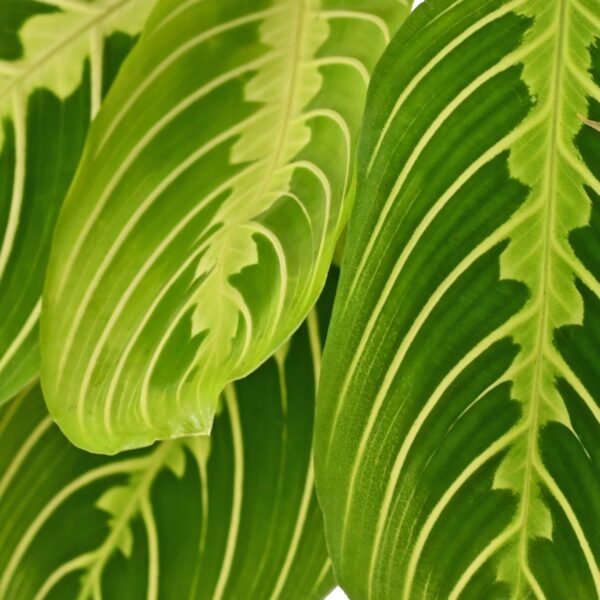 Maranta Fascinator Lemon Lime - Gebedsplant - Huisdiervriendelijk - Groen - 2 Planten