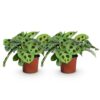 Maranta Fascinator Kerchoveana - Gebedsplant - Huisdiervriendelijk - Groen - 2 Planten