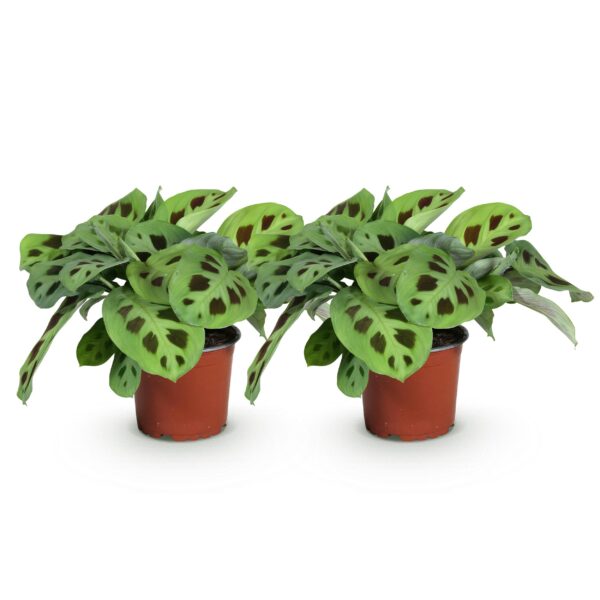 Maranta Fascinator Kerchoveana - Gebedsplant - Huisdiervriendelijk - Groen - 2 Planten