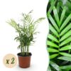 Chamaedorea elegans - Goudpalm - Huisdiervriendelijk - Groen - 2 Planten