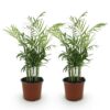 Chamaedorea elegans - Goudpalm - Huisdiervriendelijk - Groen - 2 Planten