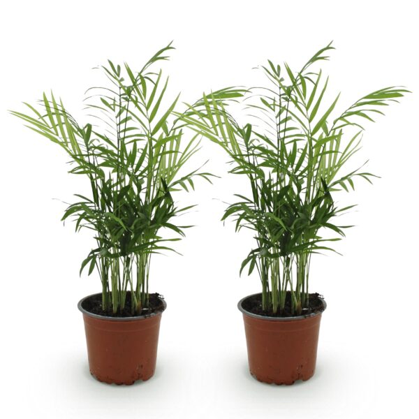 Chamaedorea elegans - Goudpalm - Huisdiervriendelijk - Groen - 2 Planten