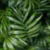 Chamaedorea elegans - Goudpalm - Huisdiervriendelijk - Groen - 2 Planten