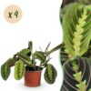 Maranta Fascinator Tricolour - Gebedsplant - Huisdiervriendelijk - Groen - 4 Planten