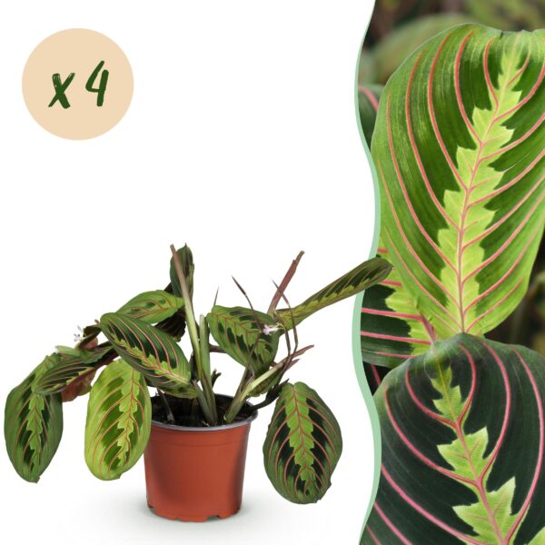 Maranta Fascinator Tricolour - Gebedsplant - Huisdiervriendelijk - Groen - 4 Planten