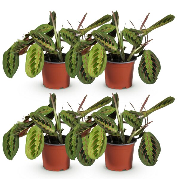 Maranta Fascinator Tricolour - Gebedsplant - Huisdiervriendelijk - Groen - 4 Planten