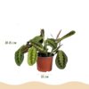 Maranta Fascinator Tricolour - Gebedsplant - Huisdiervriendelijk - Groen - 4 Planten