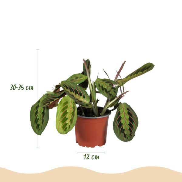 Maranta Fascinator Tricolour - Gebedsplant - Huisdiervriendelijk - Groen - 4 Planten
