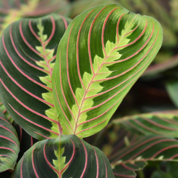 Maranta Fascinator Tricolour - Gebedsplant - Huisdiervriendelijk - Groen - 4 Planten