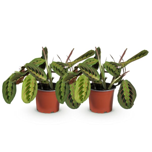 Maranta Fascinator Tricolour - Gebedsplant - Huisdiervriendelijk - Groen - 2 Planten