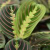 Maranta Fascinator Tricolour - Gebedsplant - Huisdiervriendelijk - Groen - 2 Planten