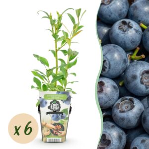 thumbnail_6000-370.jpg Blauwe Bes - Vaccinium corymbossum Northland - Winterhard - 6 Planten