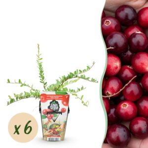 thumbnail_6000-394.jpg Blauwe Bes - Vaccinium macrophylla Early Black - Winterhard - 6 Planten