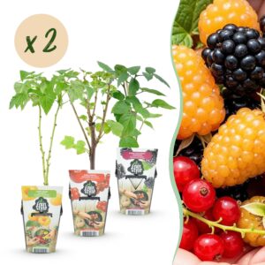 thumbnail_6000-430.jpg Tricolour - Rode Bes - Gele Framboos - Zwarte Braam - Winterhard - 6 Planten