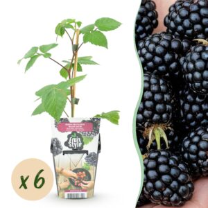 thumbnail_6000-455.jpg Braam - Rubus Black Satin - Winterhard - 6 Planten