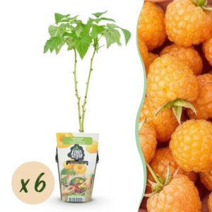 thumbnail_6000-491.jpg Framboos - Rubus idaeus Fallgold - Winterhard - 6 Planten