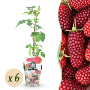 thumbnail_6000-551.jpg Taybes - Rubus Tayberry - Winterhard - 6 Planten