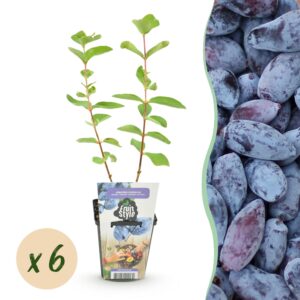 thumbnail_6000-563.jpg Honingbes - Lonicera caerulea Kamtschatica - Winterhard - 6 Planten