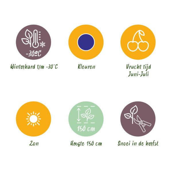 Honingbes - Lonicera caerulea Kamtschatica - Winterhard - 6 Planten