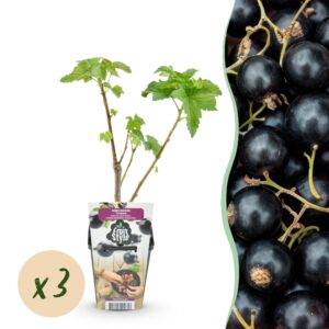thumbnail_6000-60.jpg Zwarte Bes - Ribes nigrum Titania - Winterhard - 3 Planten