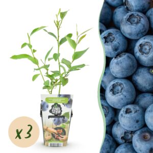 thumbnail_6000-623.jpg Blauwe Bes - Vaccinium corymbossum Goldtraube - Winterhard - 3 Planten