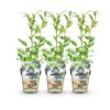 Blauwe Bes - Vaccinium corymbossum Northland - Winterhard - 3 Planten