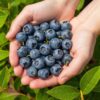 Blauwe Bes - Vaccinium corymbossum Northland - Winterhard - 3 Planten