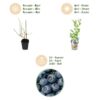 Blauwe Bes - Vaccinium corymbossum Northland - Winterhard - 3 Planten