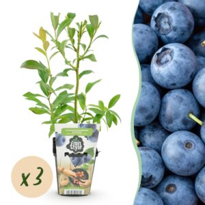 thumbnail_6000-659.jpg Blauwe Bes - Vaccinium corymbossum Bluegold - Winterhard - 3 Planten