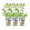 Blauwe Bes - Vaccinium corymbossum Bluegold - Winterhard - 3 Planten