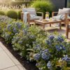 Blauwe Bes - Vaccinium corymbossum Bluegold - Winterhard - 3 Planten